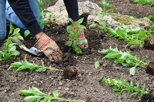 Gardeners Twickenham team working on a landscape project